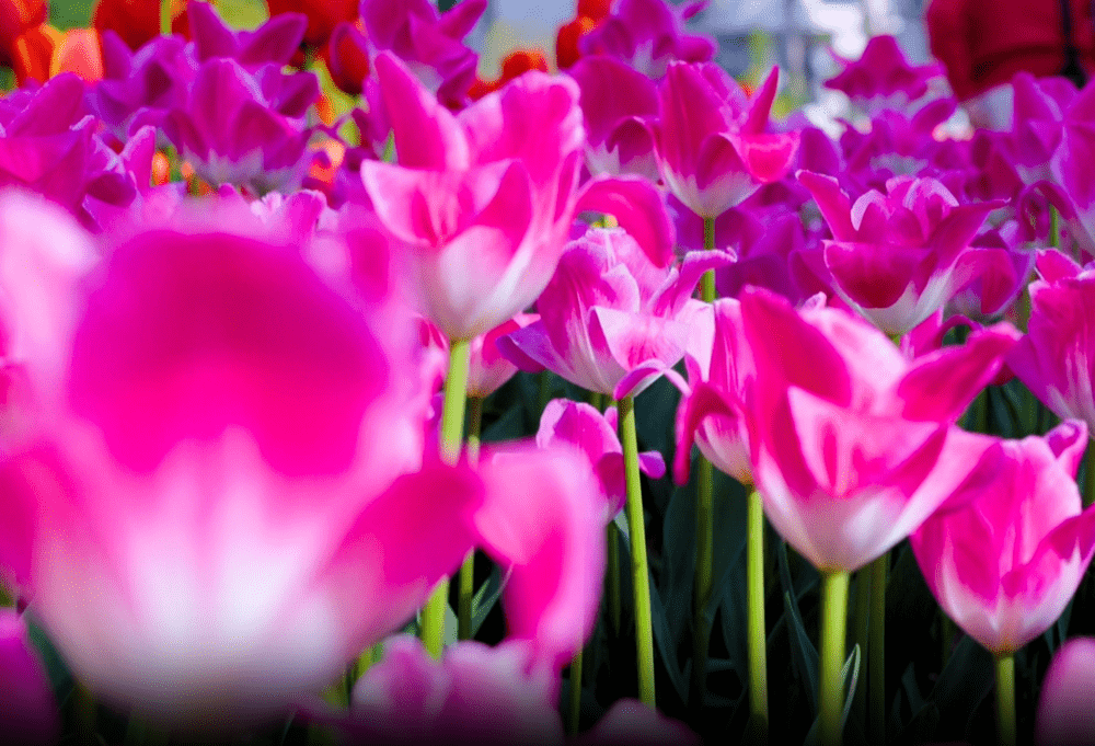 &ldquo;郁&rdquo;见花开到&ldquo;育&rdquo;见未来